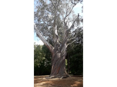 Eucalyptus delegatensis